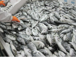 Xác định các gien quan trọng nhằm tăng năng suất nuôi cá tráp (seabream)
