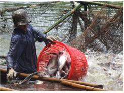 29 Trại Nuôi Cá Tra Tại Việt Nam Đã Đạt Chứng Nhận ASC