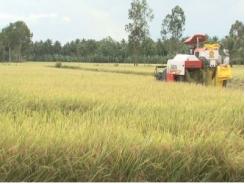 Thông tin dịch hại nông nghiệp trên địa bàn tỉnh Sóc Trăng 