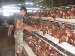 Vụ gà Mỹ bán phá giá tại Việt Nam tháng 11 hoàn thiện hồ sơ kiện