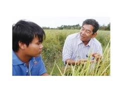 Anh hùng Hồ Quang Cua thành công sản lượng, gạo Việt thua đau