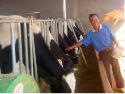 Người có công xây dựng tổ hợp tác chăn nuôi bò sữa