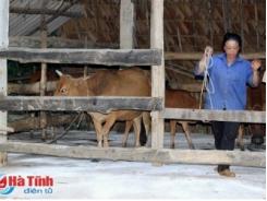 Xuất hiện dịch lở mồm long móng trên trâu bò ở Hương Khê