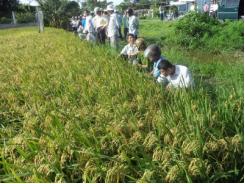 Lợi lớn từ mô hình trồng lúa cấy mạ 3 giảm 3 tăng