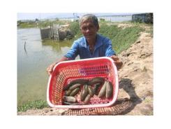 Ngư dân đầm Thủy Triều được mùa hải sâm