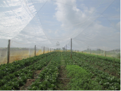  Đẩy mạnh thực hiện mô hình nhà lưới giá rẻ trồng rau an toàn theo hướng công nghệ cao