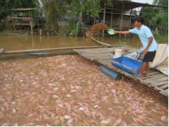 Giá cá điêu hồng nuôi bè tăng
