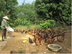 Nuôi gà thả vườn an toàn sinh học ở Hà Trung Thanh Hóa