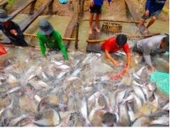 Dự kiến xuất khẩu cá tra giảm 4%