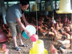 Thái Nguyên: Giá gà giảm, người chăn nuôi gặp khó