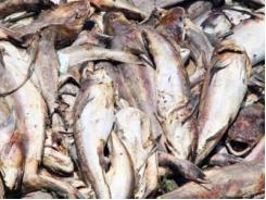 250 tấn cá ở Vũng Tàu chết do... mưa lớn, thiếu oxy