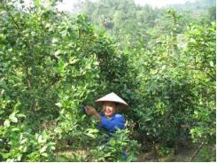 Hiệu quả trồng chanh Tứ mùa của hộ nông dân ở Xín Mần