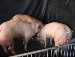 Tạo lợn siêu nạc bằng chỉnh sửa gen