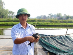 Nuôi ếch cùng cá, cho ăn tỏi và uống nước cỏ nồi thu cả trăm triệu tại Nghệ An