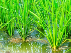 Bảo vệ bộ rễ lúa để giữ năng suất