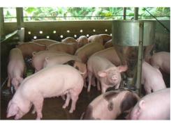 Giảm Dịch Bệnh Cho Đàn Lợn Nhờ Áp Dụng Mô Hình Phòng Dịch Bệnh
