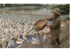 Việt Nam Có Đàn Thủy Cầm Lớn Thứ 2 Thế Giới