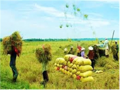 Giá Trị Sản Phẩm Lúa Hàng Hóa Đạt Trên 400 Tỷ Đồng