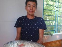 Câu được cá sủ vàng ở Quảng Bình giá nửa tỷ đồng