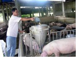 Làm thế nào để xây dựng chế độ ăn ít prôtein cho lợn, gia cầm