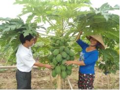 Hiệu quả kinh tế từ trồng cây đu đủ ở Hưng Yên
