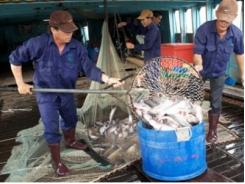 Ít khả năng thiếu hụt nguồn nguyên liệu chế biến cá tra xuất khẩu