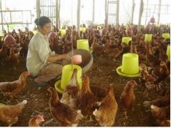 Kháng kháng sinh nguy cơ hiện hữu đối với ngành chăn nuôi