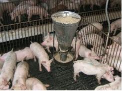 Làm thế nào để chuẩn bị cho một lệnh cấm kháng sinh trong thức ăn chăn nuôi gia cầm và lợn