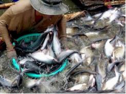  Lùi thời hạn áp dụng VietGAP nuôi cá tra đến cuối 2016