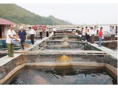 Phát huy tiềm năng, phát triển nuôi trồng thủy sản bền vững 