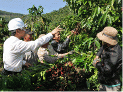 Tái cơ cấu ngành nông nghiệp ở Tây Nguyên cần sự bền vững cho những vườn cà phê thực trạng đáng lo ngại
