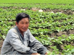 Làm giàu ở nông thôn: Chỉ trồng 60 công khoai mà lãi 1,2 tỷ đồng