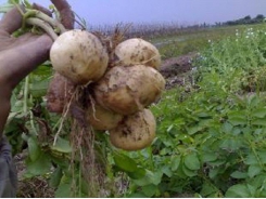 Giống khoai tây cho mùa mưa