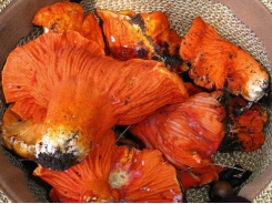 Loại Mốc đặc biệt biến các cây nấm thành 'thịt tôm hùm'