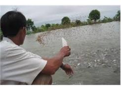 Một Số Kết Quả Ban Đầu Về Nghiên Cứu Quản Lý Bùn Thải Cá Tra Ở Việt Nam