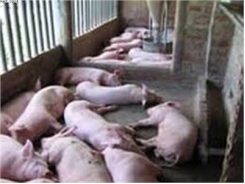 Giải Pháp Hiệu Quả Hạn Chế Tình Trạng Lợn Chết Do Bệnh Tai Xanh