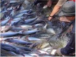 Sở Công Thương An Giang Sơ Kết Chuỗi Liên Kết Dọc Cá Tra-Tafishco