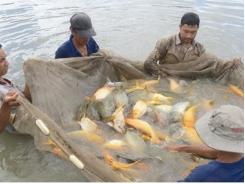 Nông dân huyện Trần Văn Thời vào mùa thu hoạch cá bổi