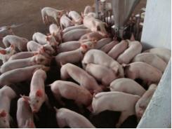 Bệnh khô thai ở lợn, nguyên nhân và cách phòng trị