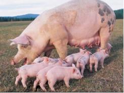 Phòng và điều trị hiệu quả bệnh giun đũa lợn