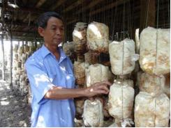 Trở thành triệu phú nhờ nghề trồng nấm