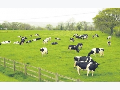 Kinh nghiệm nuôi bò sữa cho năng suất cao ở Mỹ