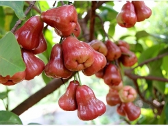 Kỹ thuật trồng cây roi đỏ Thái Lan cho quả sai trĩu cành, quả thơm ngon hút khách