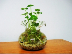 Kỹ thuật trồng rau má Nhật thủy sinh xanh mướt cho không gian trong lành