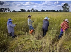 Làn sóng trồng lúa hữu cơ ở Thái Lan