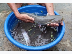 Nuôi cá leo trong ao đất, mô hình cá da trơn nhiều hứa hẹn tại Nghệ An