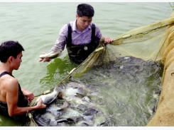 Bền vững như nuôi cá rô phi VietGAP