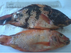 Cải thiện di truyền hỗ trợ tăng trưởng cá rô phi đỏ ở Ai Cập