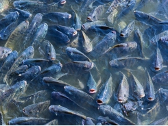 Cá rô phi - Nên bổ sung probiotic lên thức ăn chìm hay nổi?