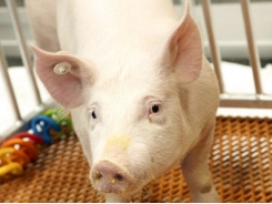 2020 - Năm đột phá về nghiên cứu lợn biến đổi gen